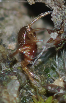 Theridiidae giovanissimo